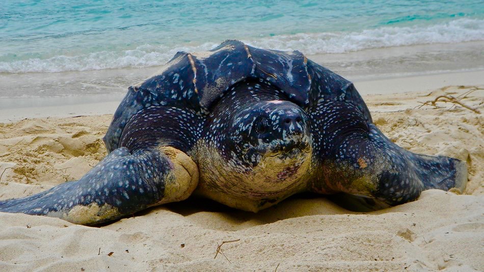 National Park St John Leatherback Sea Turtle Calabash Cottages